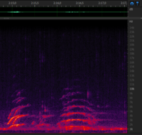 Chirp and trembling sound from 6 december - 2m16s.